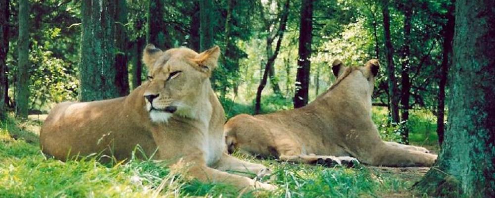 Walking through the forest...